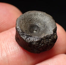Load image into Gallery viewer, Jurassic ichthyosaur bone (vertebra) from Lyme Regis (14mm)
