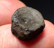 Load image into Gallery viewer, Jurassic ichthyosaur bone (vertebra) from Lyme Regis (14mm)
