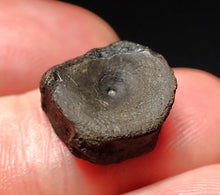 Load image into Gallery viewer, Jurassic ichthyosaur bone (vertebra) from Lyme Regis (14mm)
