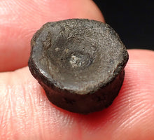 Load image into Gallery viewer, Jurassic ichthyosaur bone (vertebra) from Lyme Regis (14mm)
