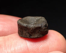 Load image into Gallery viewer, Jurassic ichthyosaur bone (vertebra) from Lyme Regis (14mm)
