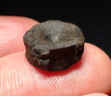 Load image into Gallery viewer, Jurassic ichthyosaur bone (vertebra) from Lyme Regis (14mm)

