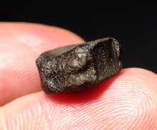 Load image into Gallery viewer, Jurassic ichthyosaur bone (vertebra) from Lyme Regis (14mm)
