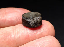 Load image into Gallery viewer, Jurassic ichthyosaur bone (vertebra) from Lyme Regis (14mm)
