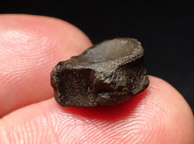 Load image into Gallery viewer, Jurassic ichthyosaur bone (vertebra) from Lyme Regis (14mm)
