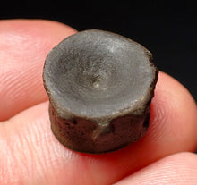Load image into Gallery viewer, Jurassic ichthyosaur bone (vertebra) from Lyme Regis (15mm)
