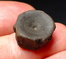 Load image into Gallery viewer, Jurassic ichthyosaur bone (vertebra) from Lyme Regis (15mm)
