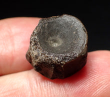 Load image into Gallery viewer, Jurassic ichthyosaur bone (vertebra) from Lyme Regis (15mm)
