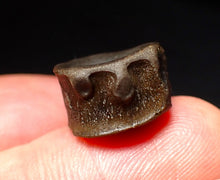 Load image into Gallery viewer, Jurassic ichthyosaur bone (vertebra) from Lyme Regis (15mm)
