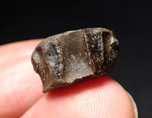 Load image into Gallery viewer, Jurassic ichthyosaur bone (vertebra) from Lyme Regis (15mm)
