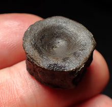 Load image into Gallery viewer, Jurassic ichthyosaur bone (vertebra) from Lyme Regis (19mm)
