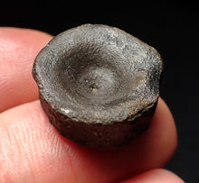 Load image into Gallery viewer, Jurassic ichthyosaur bone (vertebra) from Lyme Regis (19mm)
