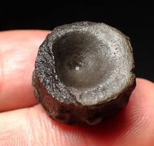 Load image into Gallery viewer, Jurassic ichthyosaur bone (vertebra) from Lyme Regis (19mm)
