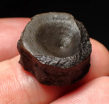 Load image into Gallery viewer, Jurassic ichthyosaur bone (vertebra) from Lyme Regis (19mm)

