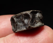Load image into Gallery viewer, Jurassic ichthyosaur bone (vertebra) from Lyme Regis (19mm)
