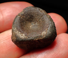 Load image into Gallery viewer, Jurassic ichthyosaur bone (vertebra) from Lyme Regis (21mm)

