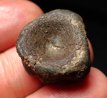 Load image into Gallery viewer, Jurassic ichthyosaur bone (vertebra) from Lyme Regis (21mm)
