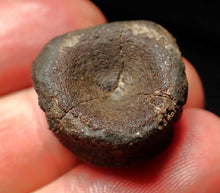 Load image into Gallery viewer, Jurassic ichthyosaur bone (vertebra) from Lyme Regis (21mm)
