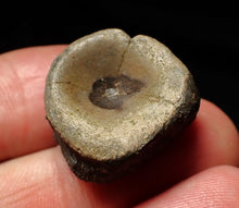 Load image into Gallery viewer, Jurassic ichthyosaur bone (vertebra) from Lyme Regis (21mm)
