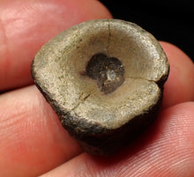 Load image into Gallery viewer, Jurassic ichthyosaur bone (vertebra) from Lyme Regis (21mm)
