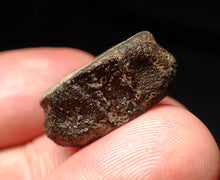 Load image into Gallery viewer, Jurassic ichthyosaur bone (vertebra) from Lyme Regis (21mm)
