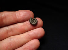 Load image into Gallery viewer, Tiny Crucilobiceras pyrite ammonite fossil (12mm)
