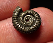 Load image into Gallery viewer, Tiny Crucilobiceras pyrite ammonite fossil (12mm)

