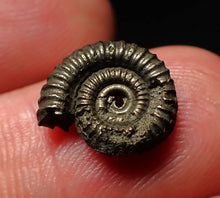 Load image into Gallery viewer, Tiny Crucilobiceras pyrite ammonite fossil (12mm)
