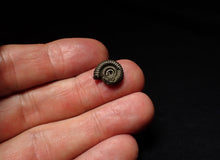 Load image into Gallery viewer, Tiny Crucilobiceras pyrite ammonite fossil (12mm)
