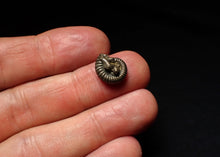 Load image into Gallery viewer, Tiny Crucilobiceras pyrite ammonite fossil (12mm)
