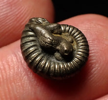 Load image into Gallery viewer, Tiny Crucilobiceras pyrite ammonite fossil (12mm)
