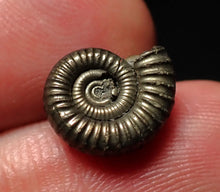 Load image into Gallery viewer, Tiny Crucilobiceras pyrite ammonite fossil (12mm)
