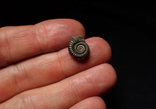 Load image into Gallery viewer, Tiny Crucilobiceras pyrite ammonite fossil (13mm)
