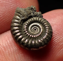 Load image into Gallery viewer, Tiny Crucilobiceras pyrite ammonite fossil (13mm)
