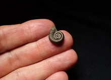 Load image into Gallery viewer, Crucilobiceras pyrite ammonite fossil (15mm)
