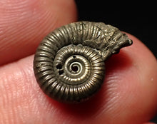 Load image into Gallery viewer, Crucilobiceras pyrite ammonite fossil (15mm)
