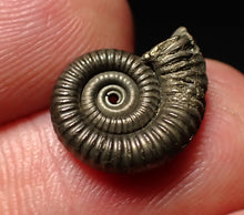 Load image into Gallery viewer, Crucilobiceras pyrite ammonite fossil (15mm)
