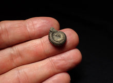 Load image into Gallery viewer, Crucilobiceras pyrite ammonite fossil (16mm)
