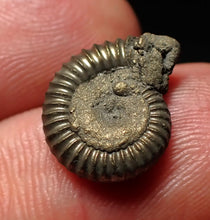Load image into Gallery viewer, Crucilobiceras pyrite ammonite fossil (16mm)
