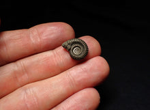 Load image into Gallery viewer, Crucilobiceras pyrite ammonite fossil (16mm)
