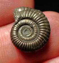 Load image into Gallery viewer, Crucilobiceras pyrite ammonite fossil (15mm)
