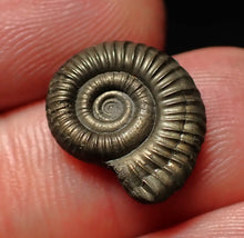 Load image into Gallery viewer, Crucilobiceras pyrite ammonite fossil (15mm)
