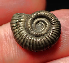 Load image into Gallery viewer, Crucilobiceras pyrite ammonite fossil (15mm)
