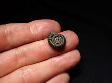 Load image into Gallery viewer, Crucilobiceras pyrite ammonite fossil (16mm)
