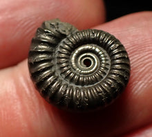 Load image into Gallery viewer, Crucilobiceras pyrite ammonite fossil (16mm)
