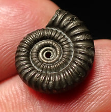 Load image into Gallery viewer, Crucilobiceras pyrite ammonite fossil (16mm)
