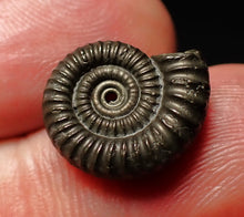 Load image into Gallery viewer, Crucilobiceras pyrite ammonite fossil (16mm)
