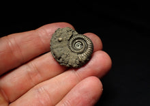 Load image into Gallery viewer, Large Crucilobiceras pyrite ammonite fossil (30mm)
