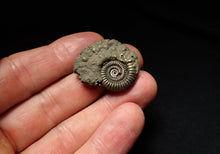 Load image into Gallery viewer, Large Crucilobiceras pyrite ammonite fossil (30mm)
