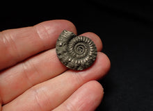 Load image into Gallery viewer, Crucilobiceras pyrite ammonite fossil (27mm)
